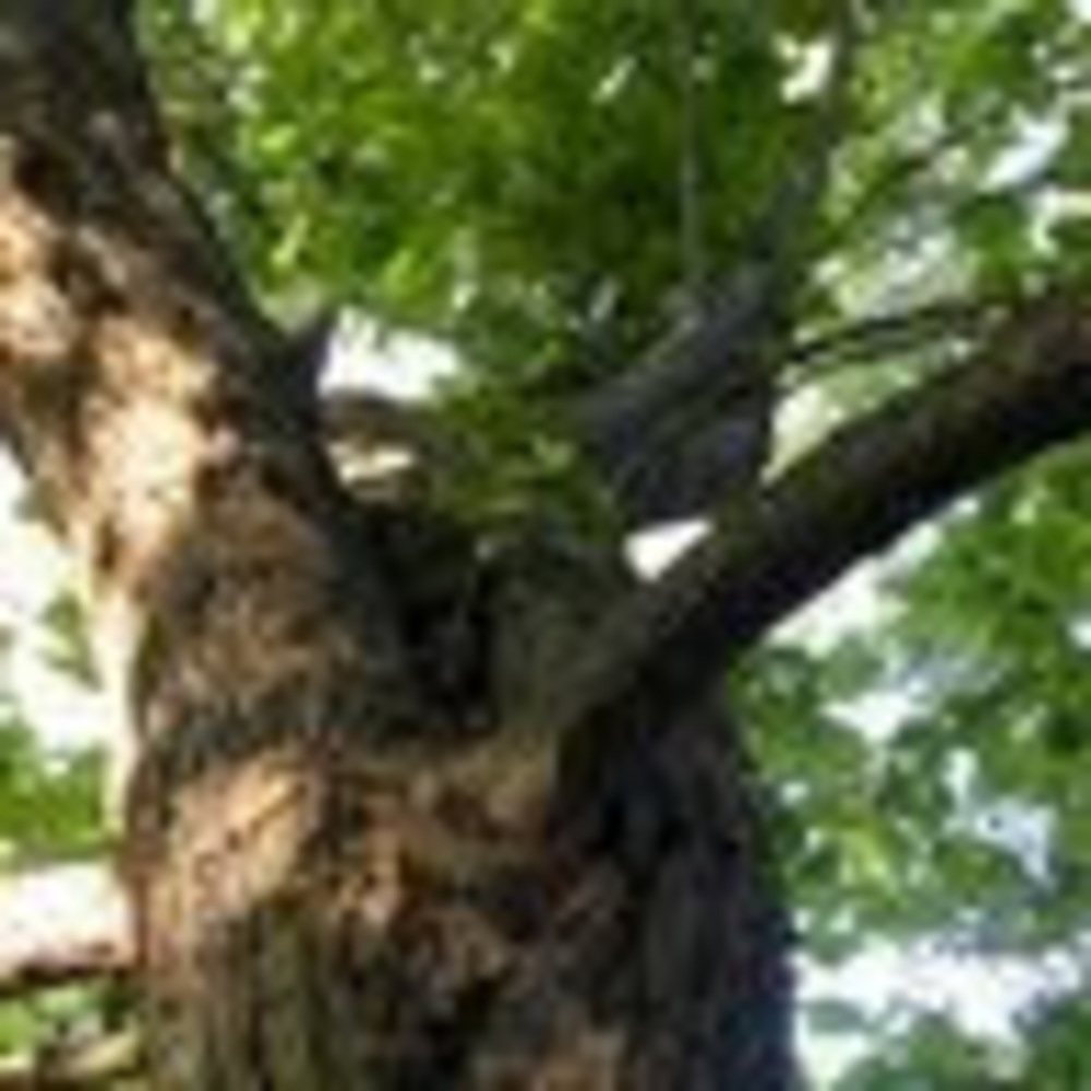 Meet your Posher, Clarene